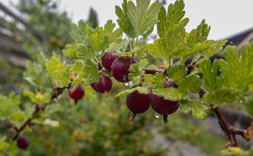 Red Gooseberry on a rainy day